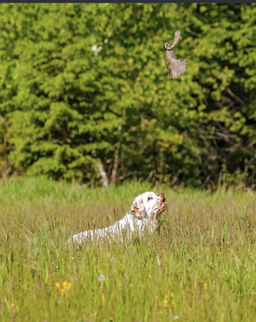 A white dog, a bird, and trees