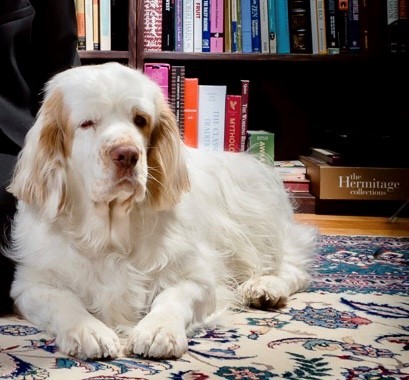 White Dog Sitting on the Floor